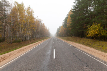 autumn road with deciduous trees growing, close up