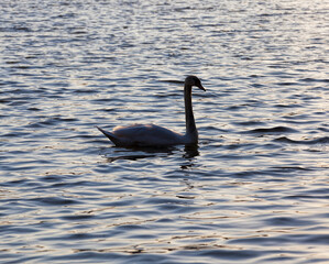 floating at sunset one swan, swan in the springtime