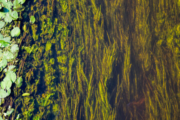 dirty water in a lake or river