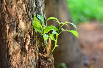 renacer