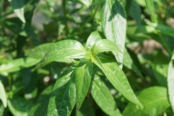 Fresh green Andrographis paniculata plant in nature garden