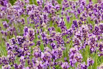 Obraz premium field of lavender