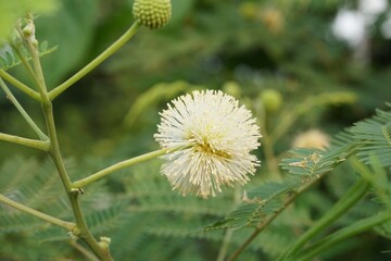 acacia flower in nature garden