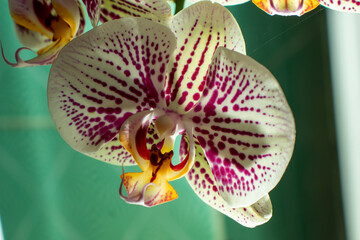 
orchid is a flowering plant flower with the most members. The species are widely known from the wet tropics to the circumpolar region, although most of the members are found in the tropics.