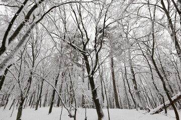 fully covered with snow deciduous trees in winter