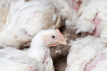 broiler breed of chicken