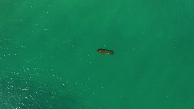 Manatee swim and breath