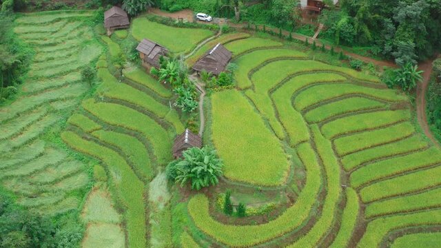 Rice Terraces in Doi inthanon national park in chiang Mai province, Thailand, south east asia