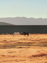 Fototapeta na wymiar mountain horses in field