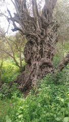 roots in the forest