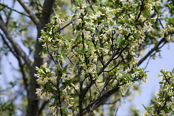 branch of a tree with leaves
