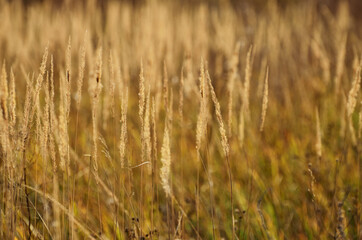 Golden spikes of meadow grass close-up, rhythms of autumn, autumn close-up, photo of horizontal orientation with copy space. High quality photo