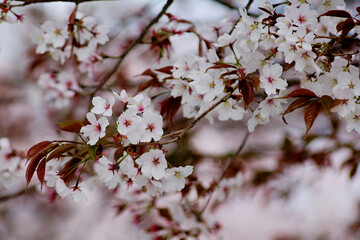 blossom in spring