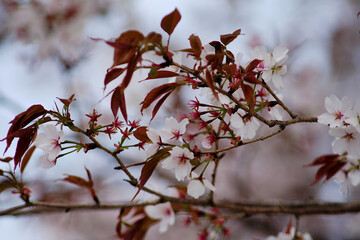 cherry blossoms