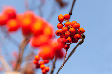 red rowan berries