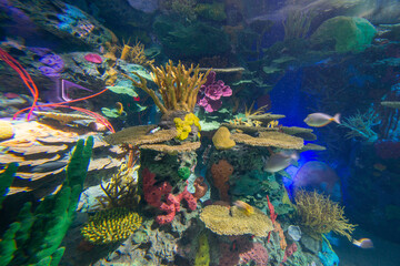 tropical coral reef