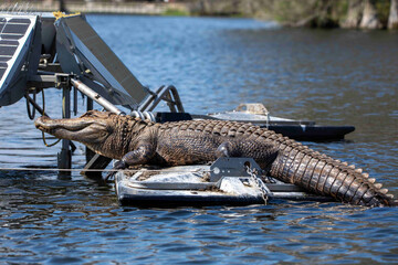 Alligator Resting on Metal Buoy in a Lake
