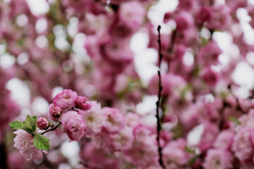 pink cherry blossoms