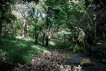 footpath in the woods