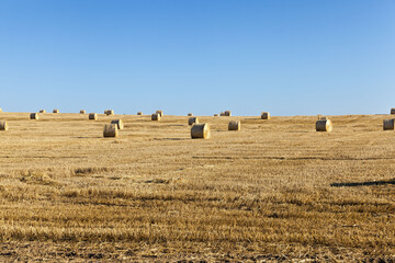 Fototapeta premium stack of straw , summer time