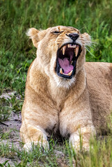 Beautiful Lion Caesar in the golden grass of Masai Mara, Kenya Panthera Leo.