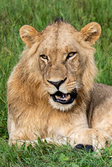 Beautiful Lion Caesar in the golden grass of Masai Mara, Kenya Panthera Leo.