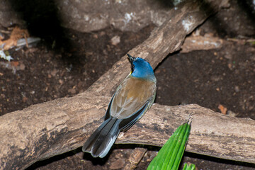 A Yellow-throated Laughing Thrush sitting on the ground