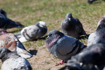 hungry pigeons living in the city in autumn and winter