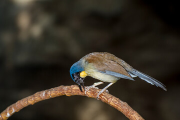 A Yellow-throated Laughing Thrush pecking at a tree branch