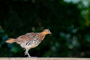Mountain Bamboo-partridge walking on tree branch