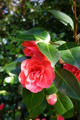 Camellia japonica(Japanese Camellia) is the predominant species of the genus and counts over 30 000 cultivars in a wide array of flower forms and colors.