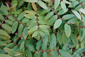 Hypericum androsaemum, also referred to as Tutsan, Shrubby St. John's Wort , or sweet-amber, is a flowering plant in the family Hypericaceae.