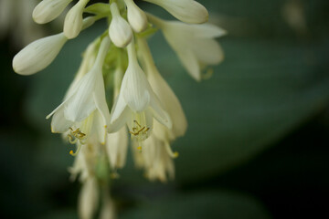 Obraz premium close up of a white flower