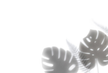 Shadows from monstera leaf and fern leaf on a white wall,Summer background