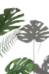 Monstera leaf and fern leaf with shadows on a white wall,Summer background,Blurred abstract background