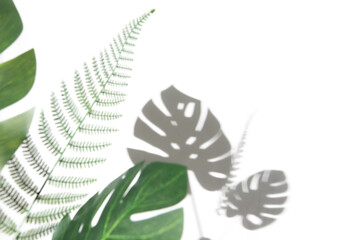 Monstera leaf and fern leaf with shadows on a white wall,Summer background,Blurred abstract background