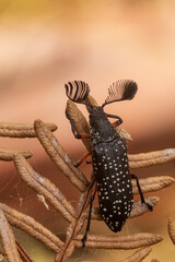 The male Feather-horned Beetle (Rhipicera femorata) has large antennae which are used to locate a...