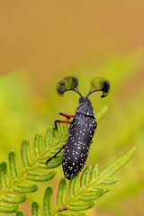 The male Feather-horned Beetle (Rhipicera femorata) has large antennae which are used to locate a...