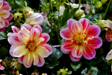 Flower of the dahlia "Dahlaya Shari", Asteraceae, in late summer and autumn