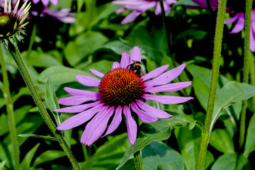 Flower of the medicinal plant 