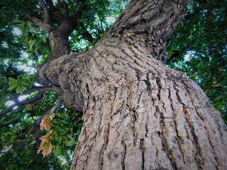 Obraz premium The bark of a large tree