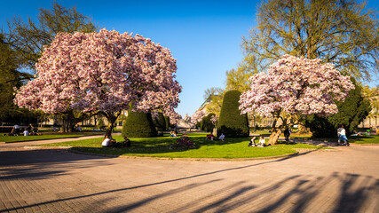 Cherry blossom trees in Strasbourg in france
