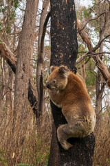An arboreal herbivorous marsupial native to Australia known as a Koala (Phascolarctos cinereus).