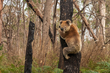 Obraz premium An arboreal herbivorous marsupial native to Australia known as a Koala (Phascolarctos cinereus).