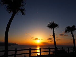 ヤシと夕焼け