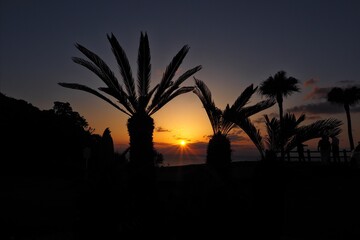 ソテツと夕日