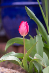 Tulips grace home gardens on R Street NW,  in the Logan neighborhood of Washington DC.