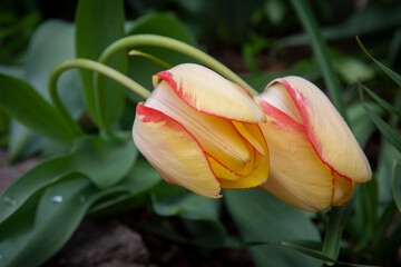 Tulips grace home gardens on R Street NW,  in the Logan neighborhood of Washington DC.