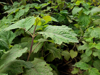 patchouli plants planted in front of the house. Patchouli or Pogostemon cablin Benth is usually processed into essential oil