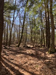 path in the woods